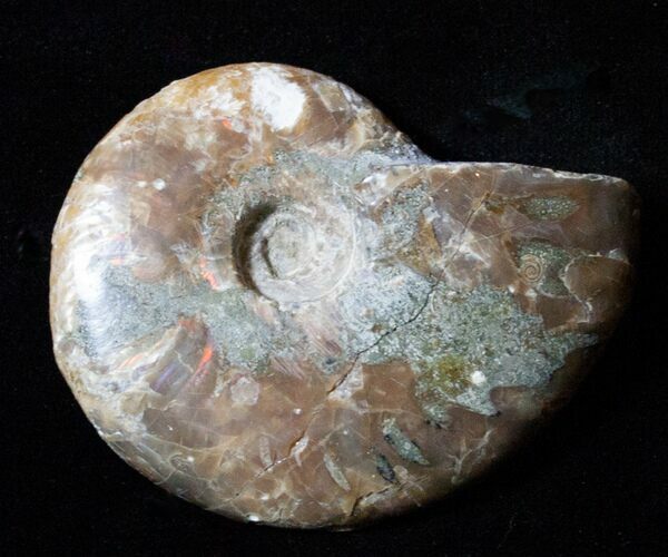 Repaired Inch Cleoniceras Ammonite (on ebay) #3480